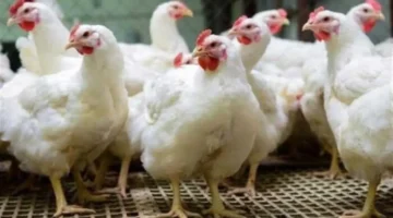 محدث يومياً أسعار الدواجن والفراخ في أسواق الثلاثاء